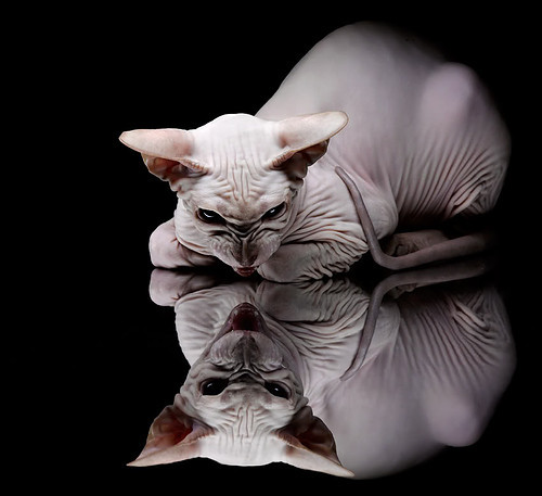 _趣味障碍跑：趣味与挑战兼得_，趣味障碍赛作文