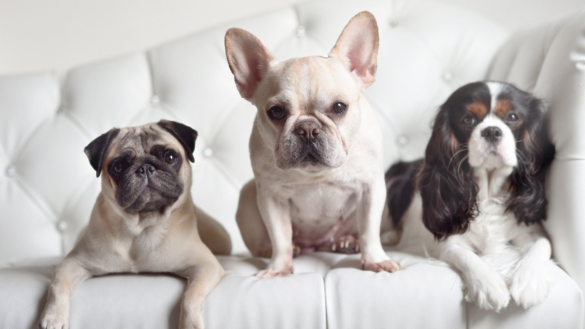 kaiyun体育综合-“意甲年轻力量崭露头角，球队冲刺激烈”，意甲队伍