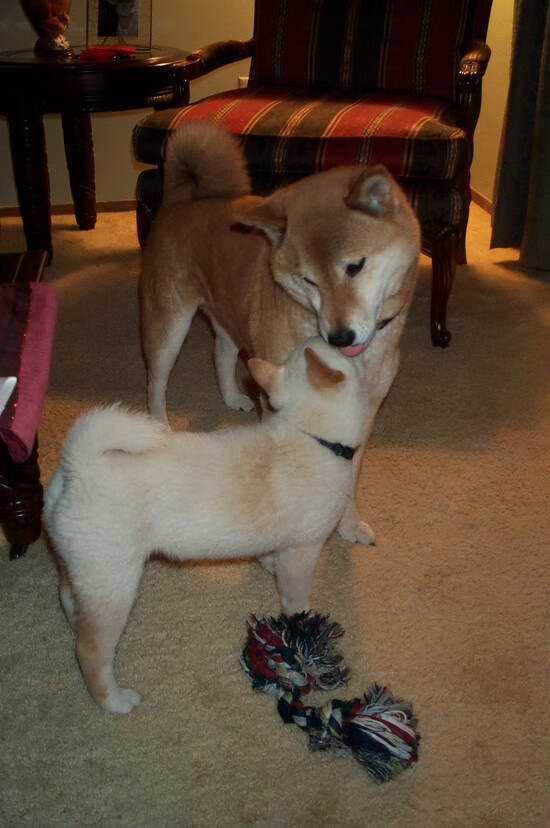 开云网页版登录入口-历史性胜利！切尔西重回欧冠半决赛，切尔西欧冠半决赛淘汰的是哪支球队