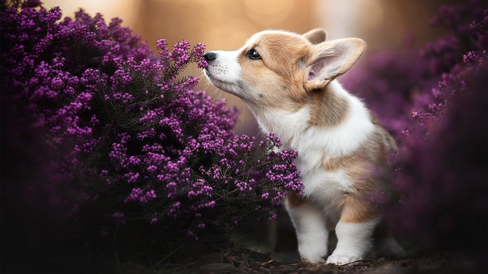 德甲球队积极引进外援，提升整体水平，德甲球队积极引进外援,提升整体水平