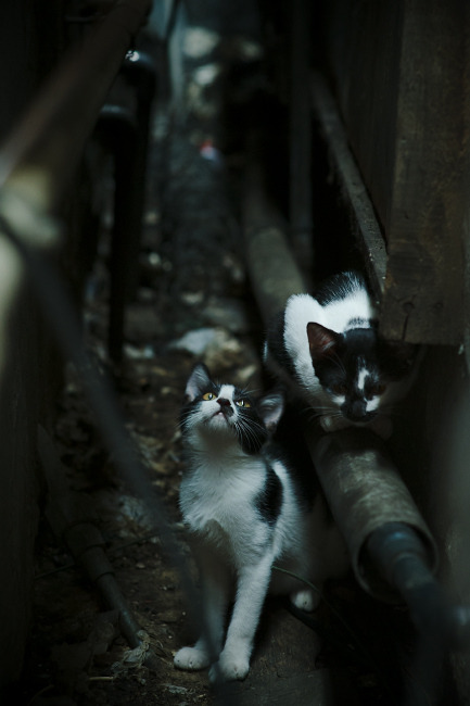 德甲球队积极推动社区足球,弘扬足球文化,社区足球比赛活动策划方案