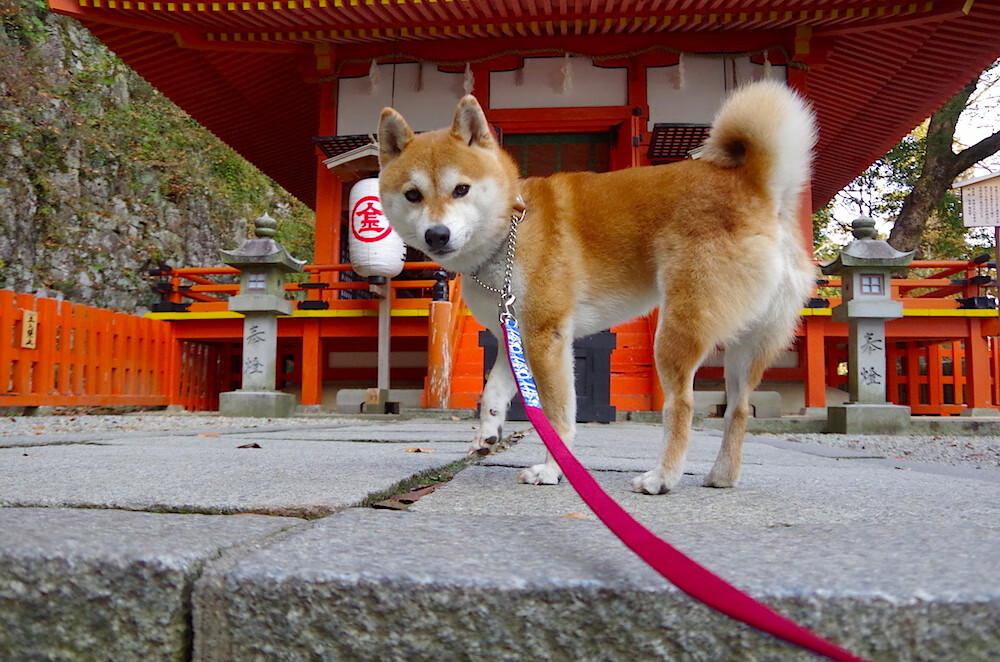 开云-法甲“榜尾之战”：升班马逆袭成功，保级形势愈发紧张，2020法甲升班马