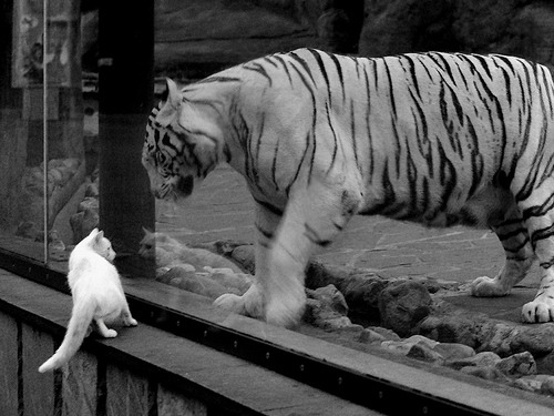 EDG战队战术创新获好评,edg战队分析