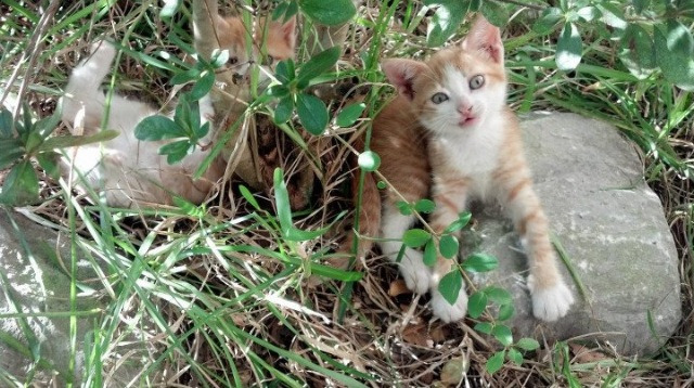 中超联赛球员表现神勇,技术风格全面发挥,中超联赛各队名单