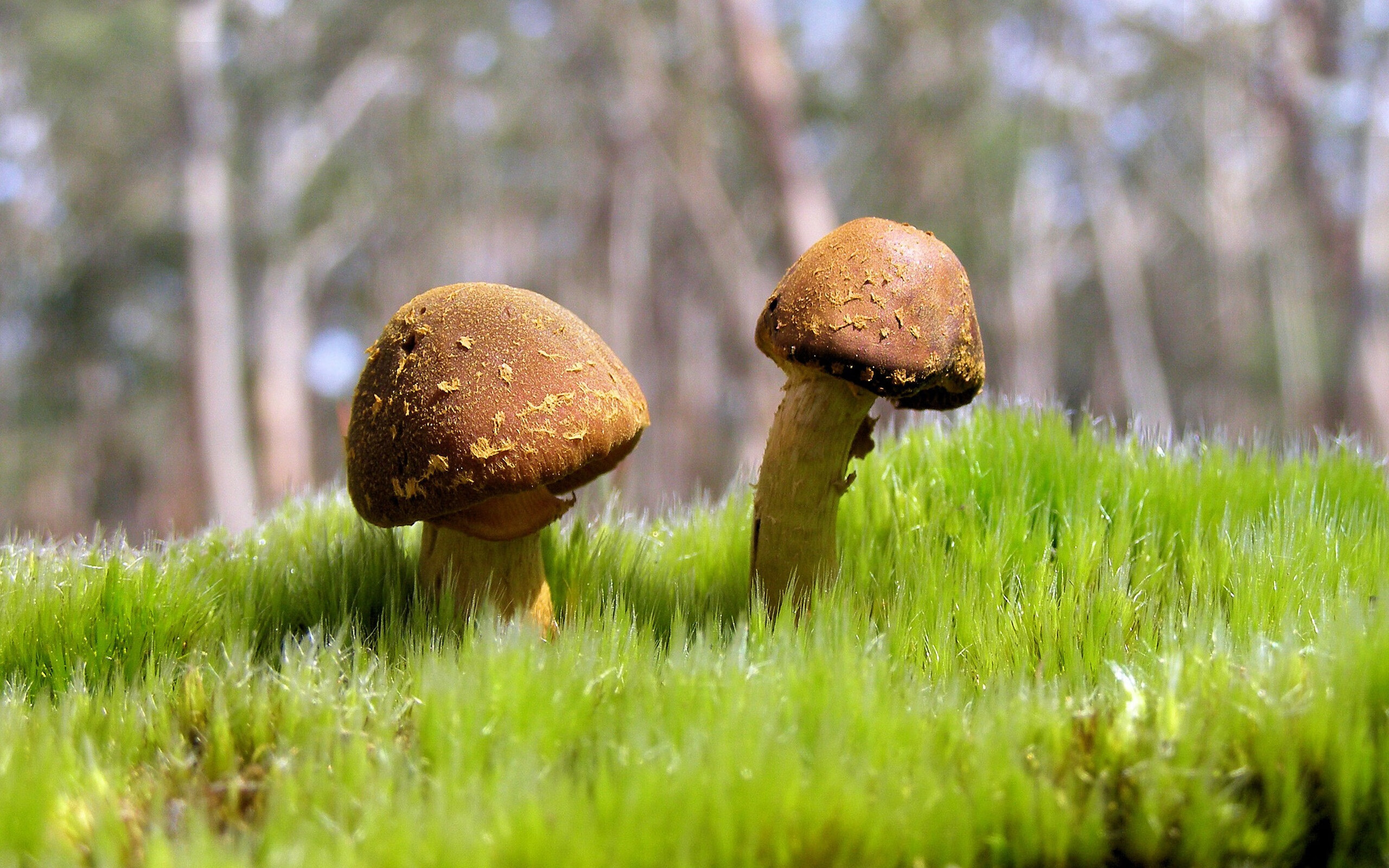 乌拉圭男足在巴黎奥运会比赛中表现出色，赢得铜牌，乌拉圭足球奥运冠军