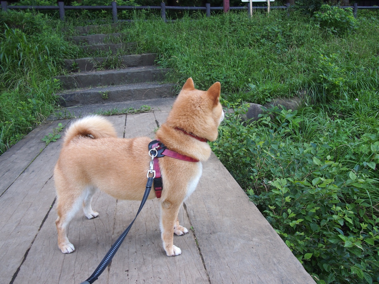 开云-巴萨青训新星破门，拉玛西亚再出神童，巴萨首发11人拉玛西亚