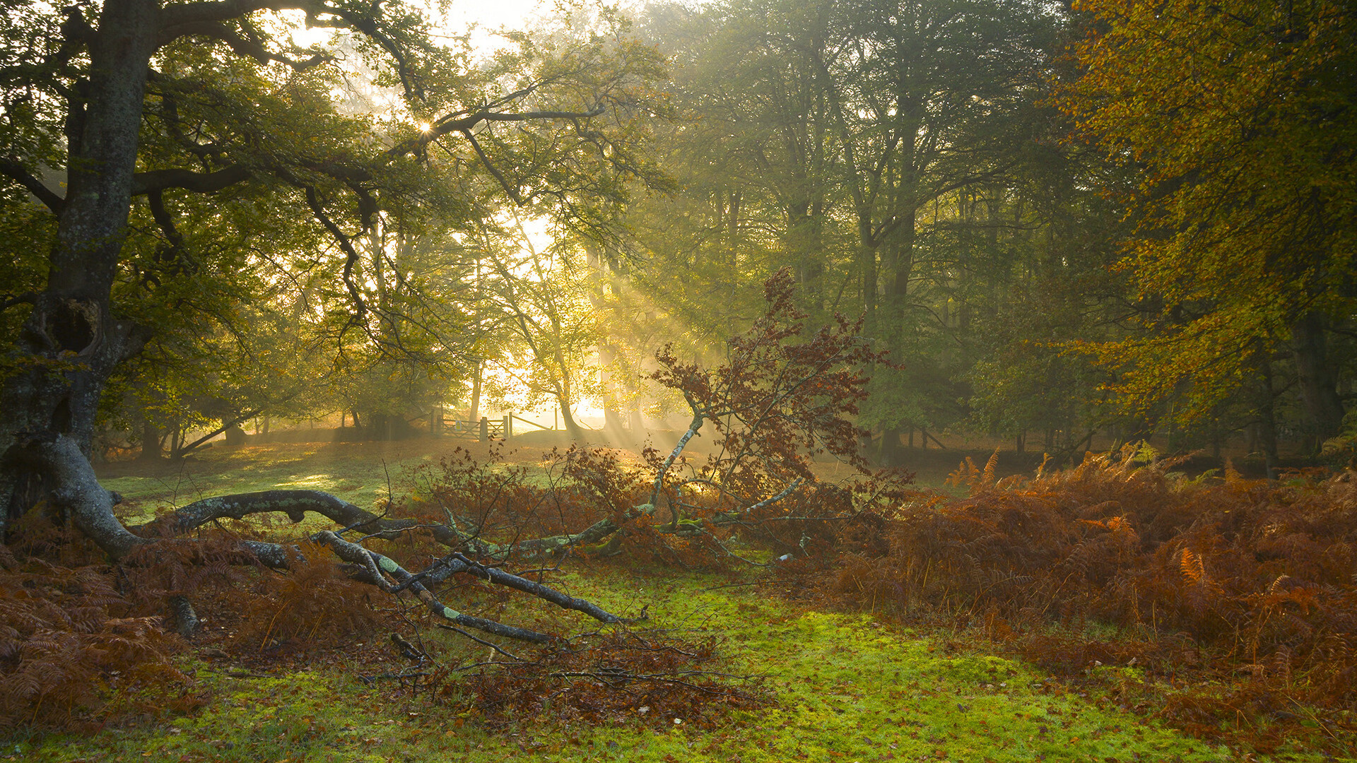 摩纳哥客场逆袭,成功晋级下一轮,摩纳哥视频介绍