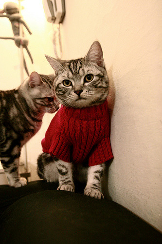 汉堡队客场失利，降级形势岌岌可危，汉堡 队