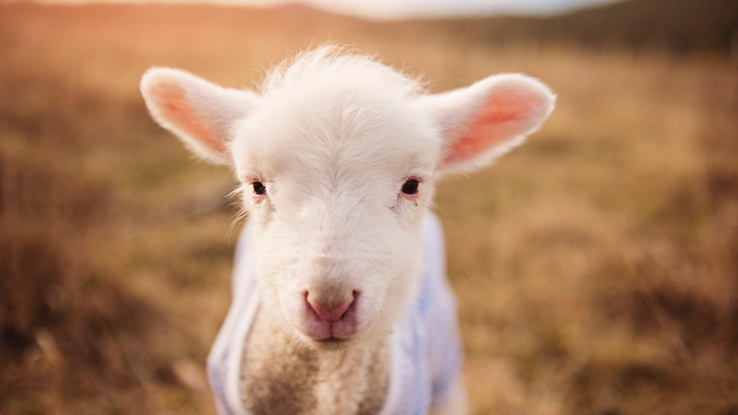 kaiyun.com-瑞典主场惜败西班牙，小组出线走得更加曲折，瑞典vs西班牙比赛场地