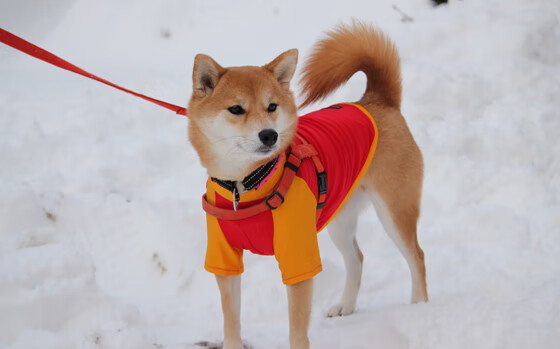 那不勒斯阵中新援连入两球，率领球队战胜对手，那不勒斯近期战绩