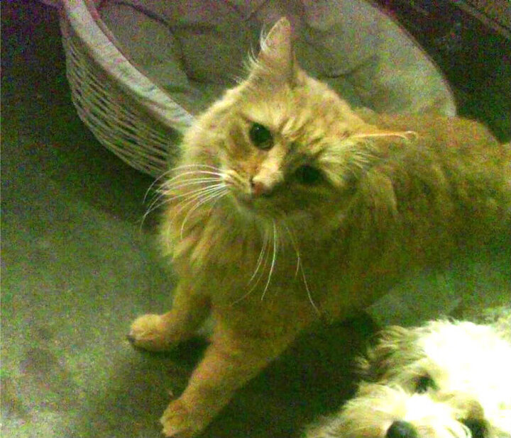 kaiyun登录入口-霍芬海姆客场胜出，扩大积分差距，霍芬海姆对