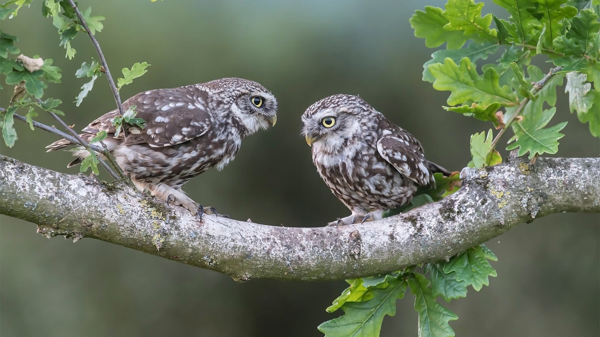 霍芬海姆是否需要更换教练团队，霍芬海姆青训