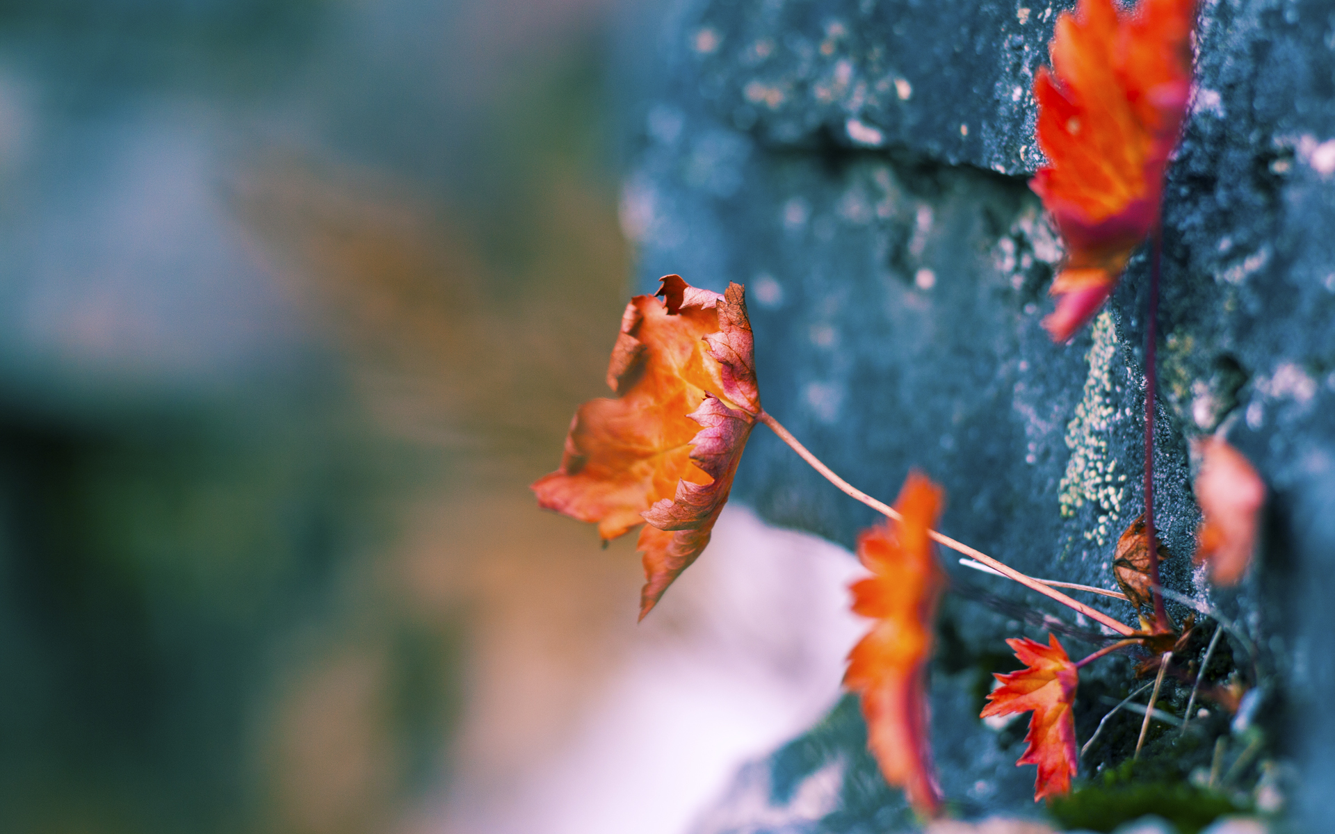 USM Alger 半决赛大胜 NA Hussein Dey 确保决赛席位，ncaa半决赛2021