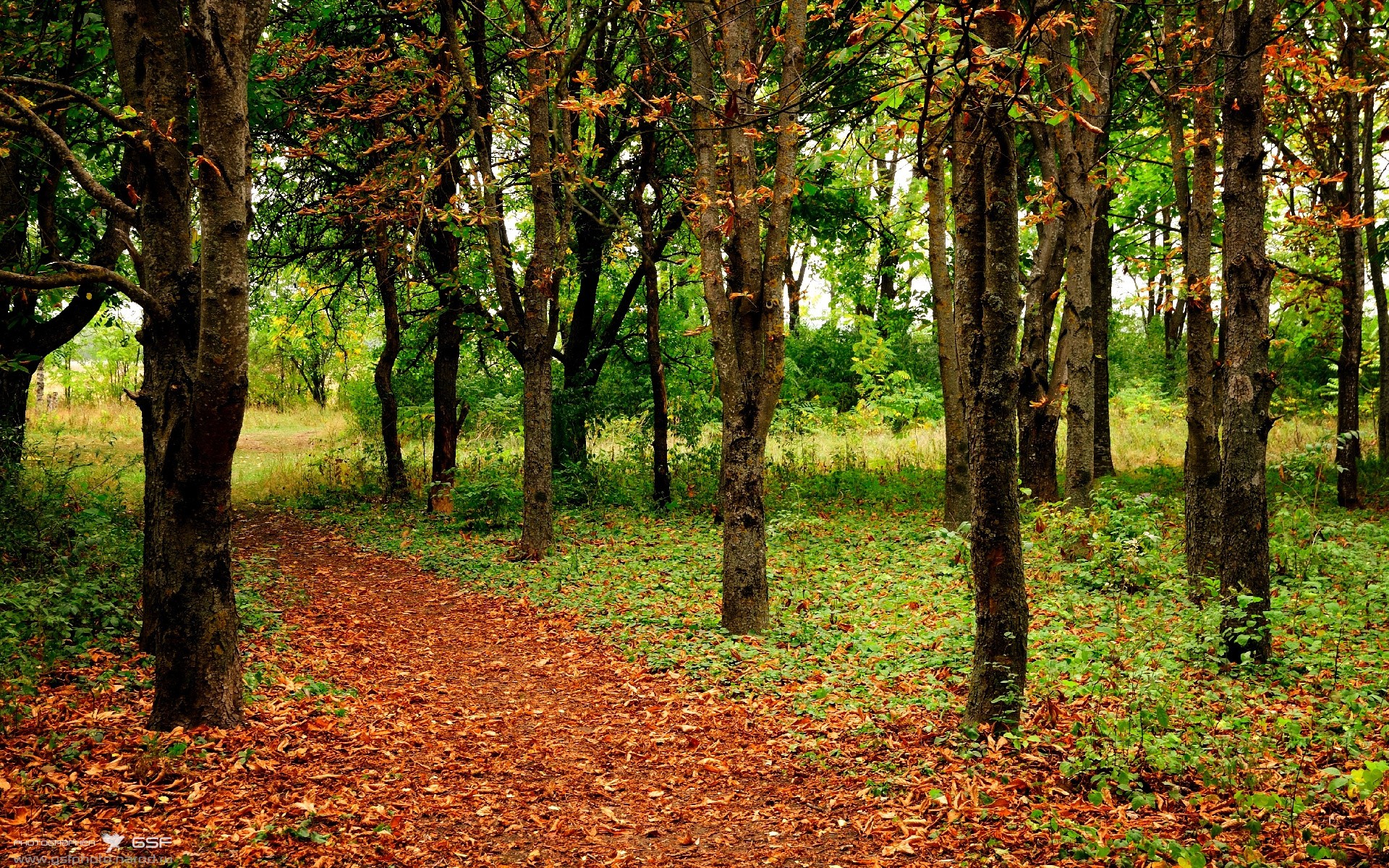 开云官网在线-中国女篮内线球员发挥出色 成为取胜保障，中国女篮队员美女