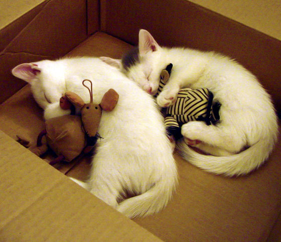 开云下载-爵士调整轮换提升主力体能储备，爵士队伍