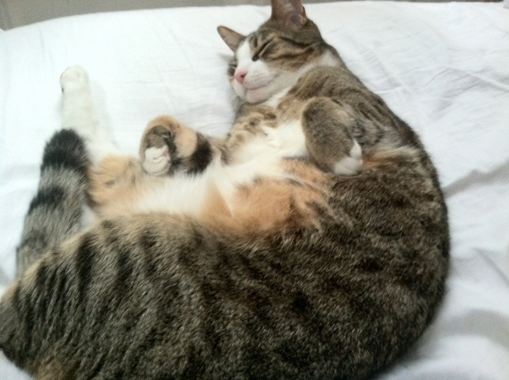 蝶泳赛场上的波兰力量赫梅列夫斯基,蝶泳波浪